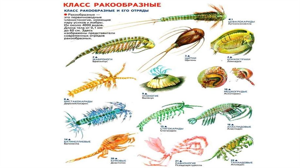 К представителям ракообразных относят