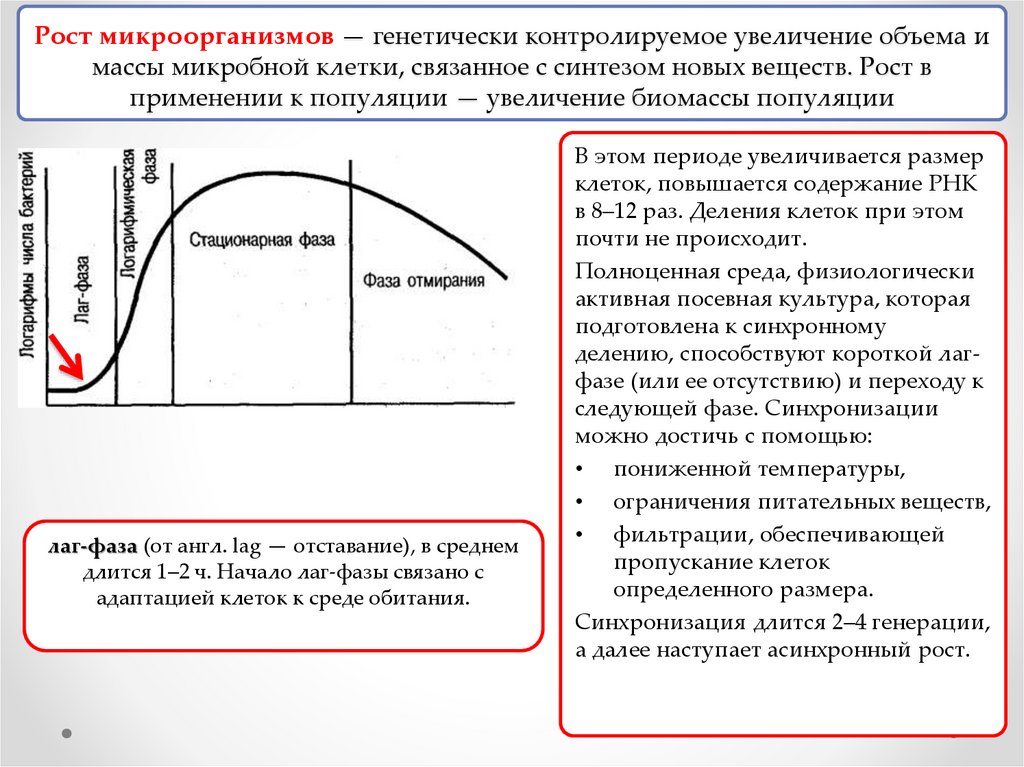 Рост микроорганизмов