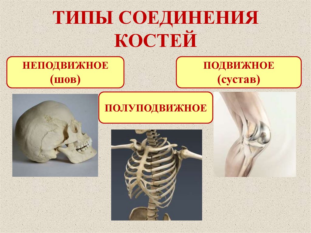 Назвать типы соединения костей