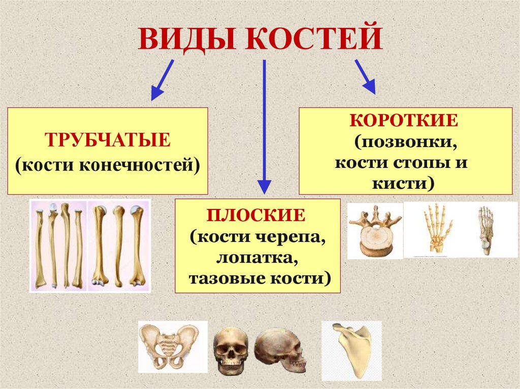 Bone 8. Виды костей. Типы соединения костей 8 класс биология. Типы костей биология 8 класс. Состав костей 8 класс.
