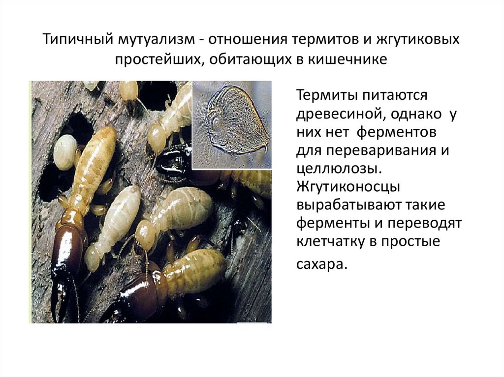 Типичный мутуализм - отношения термитов и жгутиковых простейших, обитающих в кишечнике