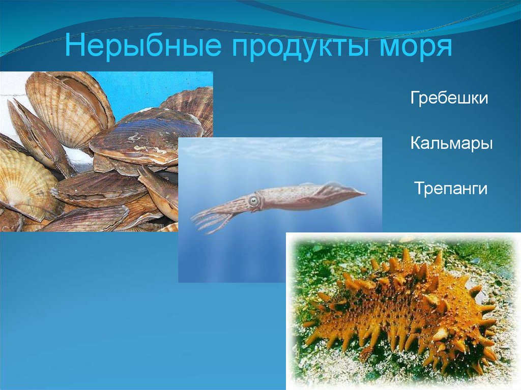 Нерыбные продукты моря картинки