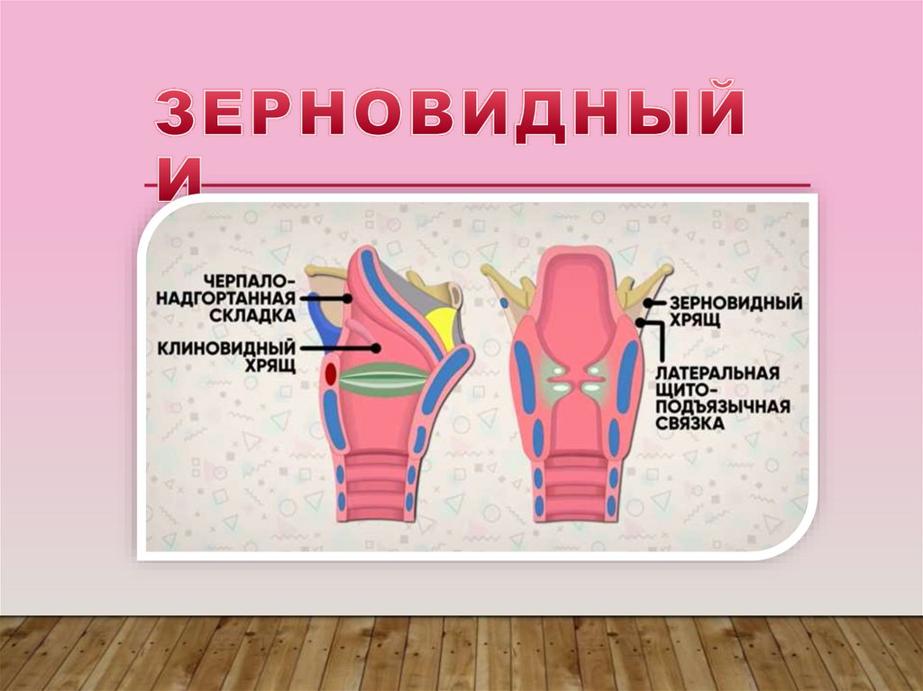 Физиология гортани презентация