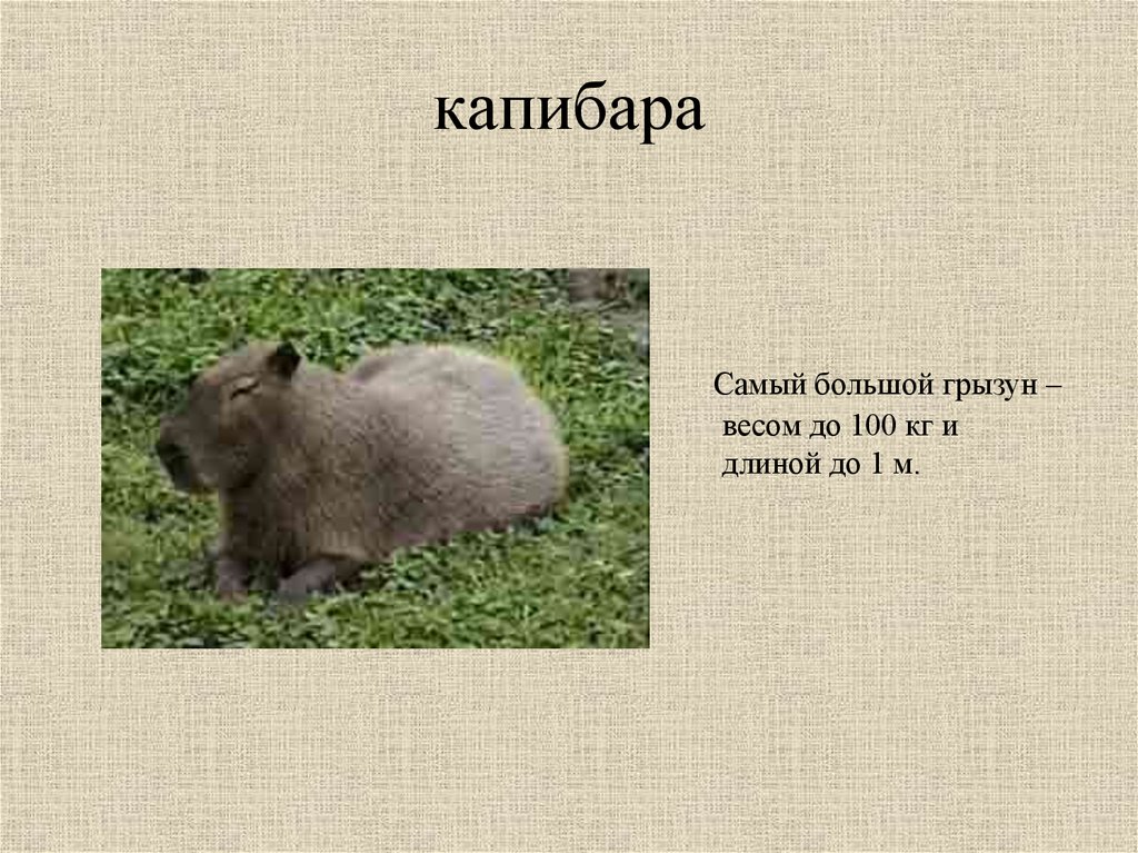 Капибара где обитает карта