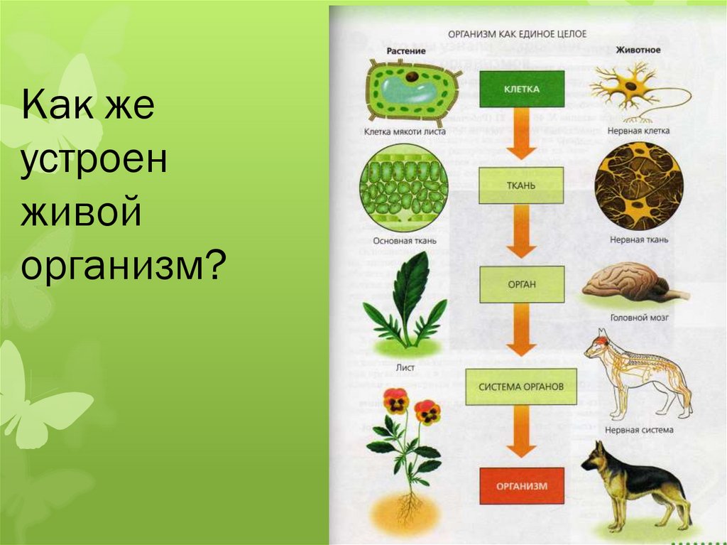 Приведите по 3 примера организмов растений