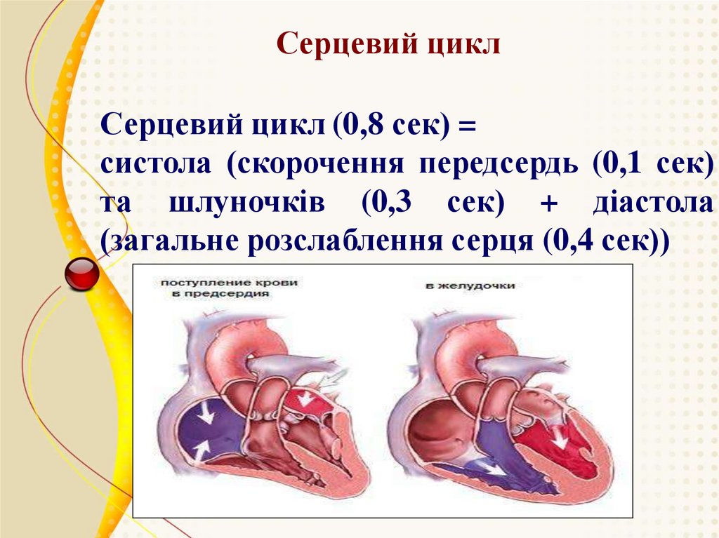 0 цикл. Серцевий шум. Серцевий шум це. Загальна Тривалість серцевого циклу.