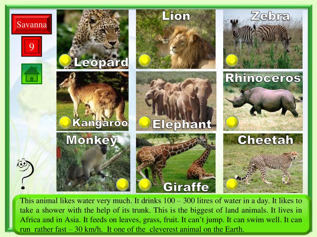 Wild animals. Интерактивная игра - презентация онлайн