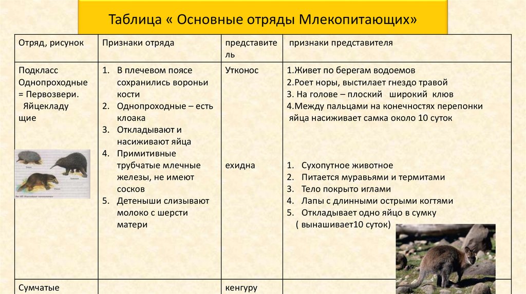 Таблица разнообразия класса млекопитающих. Разнообразие млекопитающих таблица 7 класс. Многообразие млекопитающих. Многообразие млекопитающее вопросы.