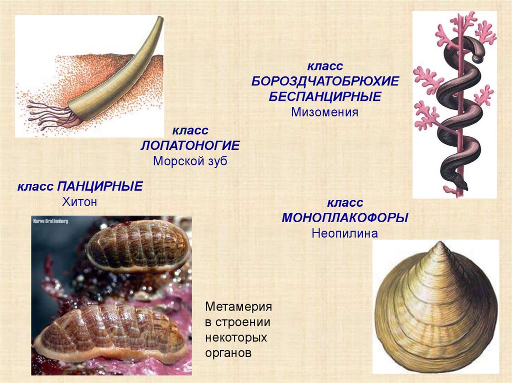 Перечислить классы моллюсков