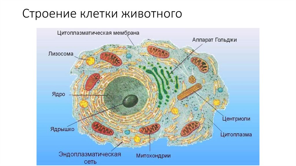 Животная клетка 10 класс биология