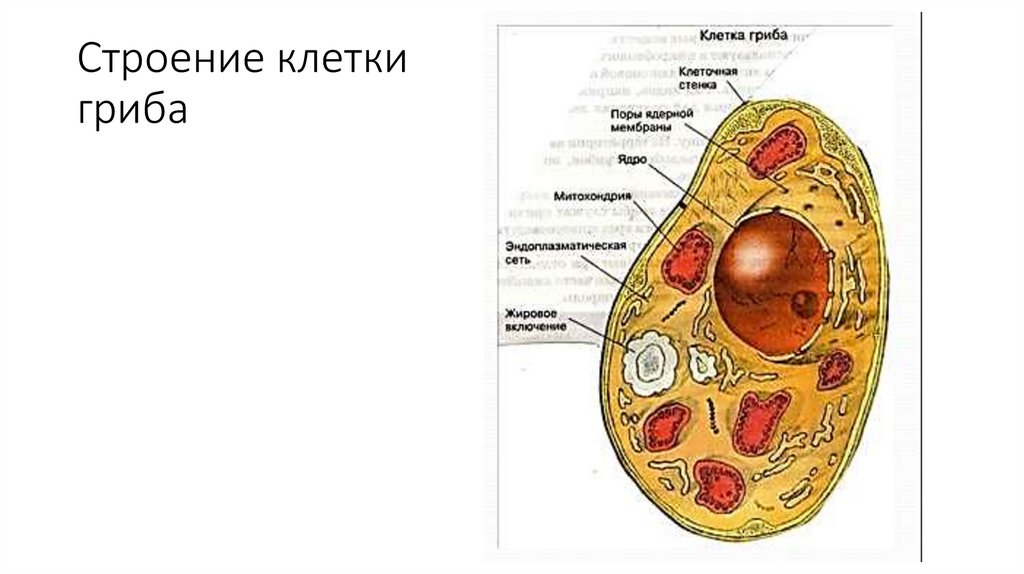 Схема строения грибной клетки