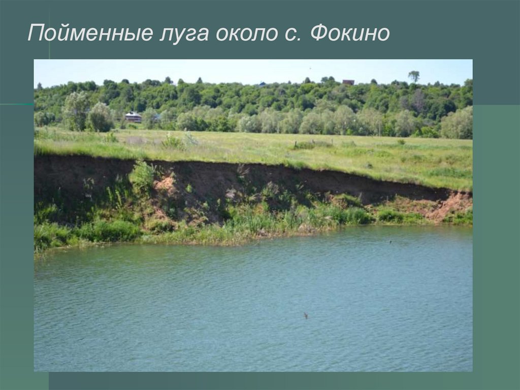 Пойменные луга около с. Фокино