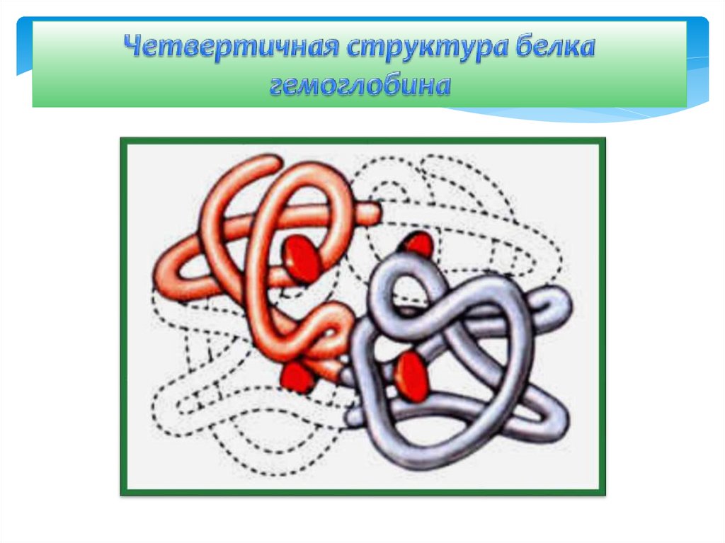 Четвертичная структура тип связи. Четвертичная структура белка гемоглобина. Белки с четвертичной структурой. Четвертичная структура белка. Четвертичная структура белка химические связи.