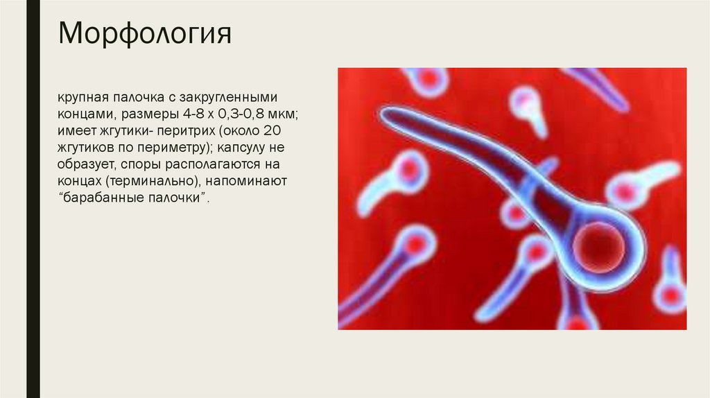 Микробиологическая диагностика столбняка презентация