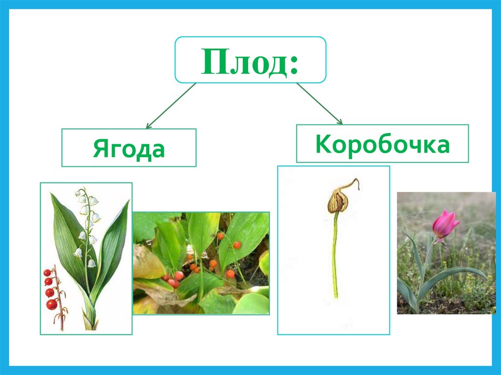 Ягоды лилейных. Семейство Лилейные плод коробочка. Типы плодов и семян лилейных. Типы плодов и семян семейства Лилейные. Типы плодов и семян способы распространения семейства лилейных.