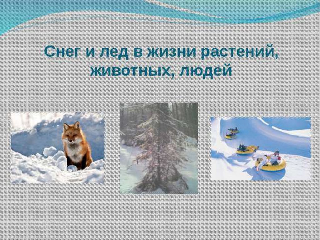 Почему нужен снег. Зима в жизни животных. Значение льда в жизни человека. Жизнь животных и растений зимой презентация для детей. Роль снега и льда в жизни растений и животных.