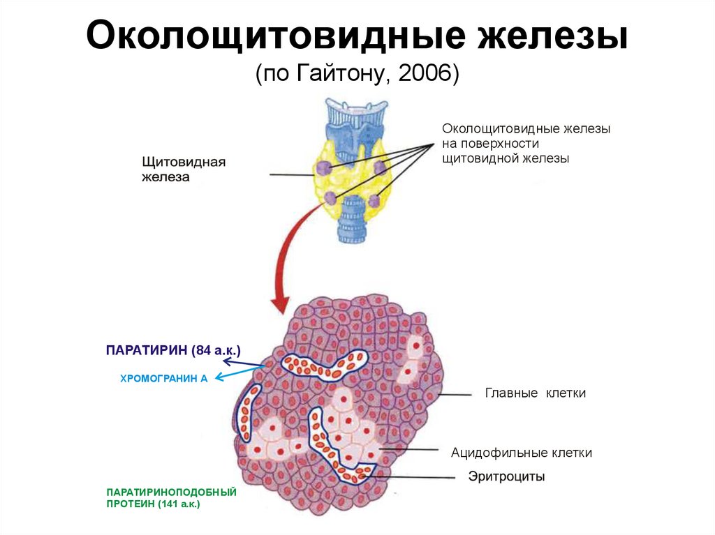 Околощитовидные железы гормоны