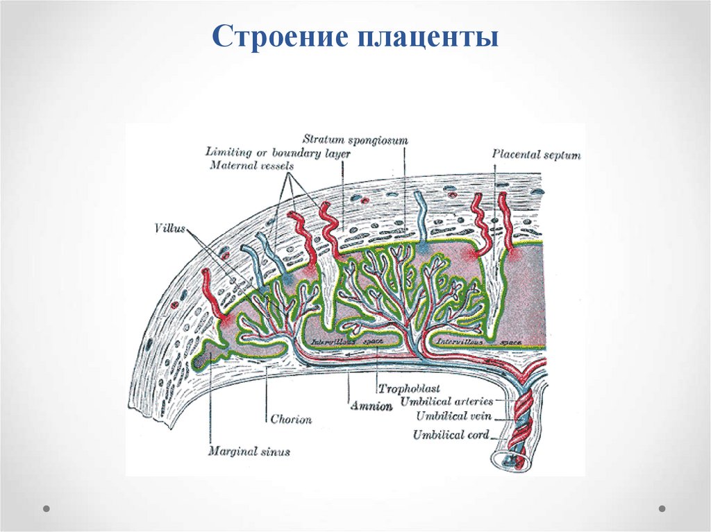 Матка сосуды плода плацента сосуды матери амнион рисунок