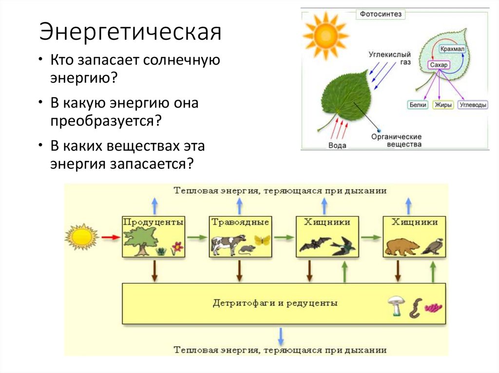 Энергия живого вещества