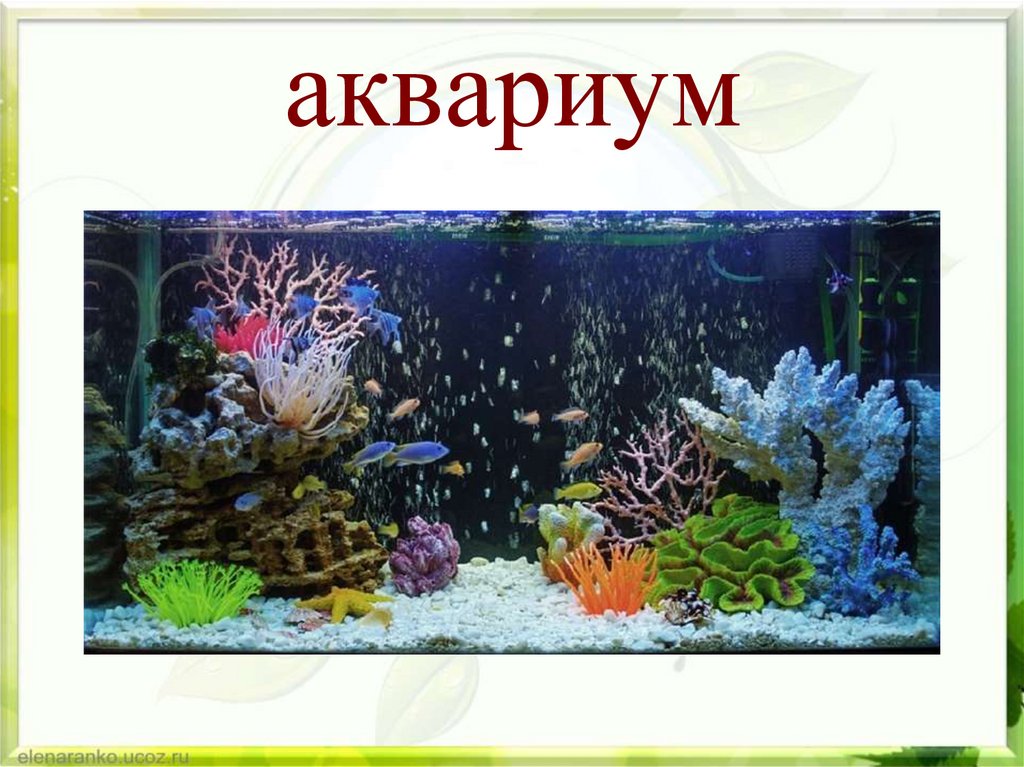 аквариум