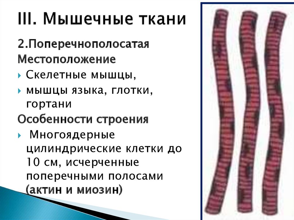 Особенности мышечной ткани. Поперечнополосатая Скелетная мышечная ткань человека. Поперечнополосатая мышечная ткань строение. Поперечно полосатая мышечная ткань структура. Клетки поперечно полосатая Скелетная ткань.