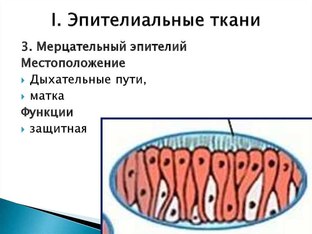 Ткани человека текст. Из эпителиальной ткани образованы. Эпителиальная ткань образована печень. Эпителиальная ткань образует. Легкие образованы тканью.