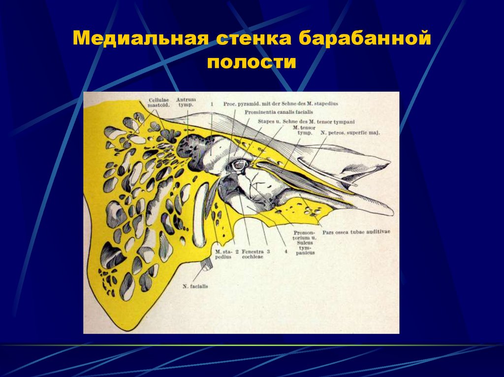 Барабанная полость схема