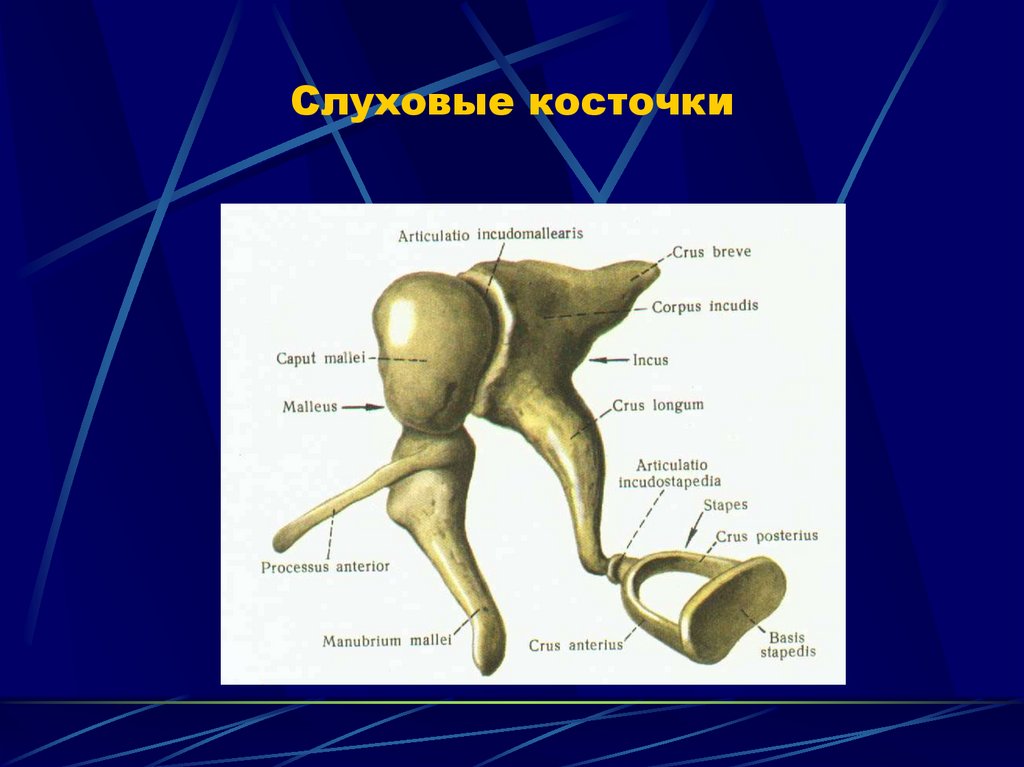 1 слуховая косточка