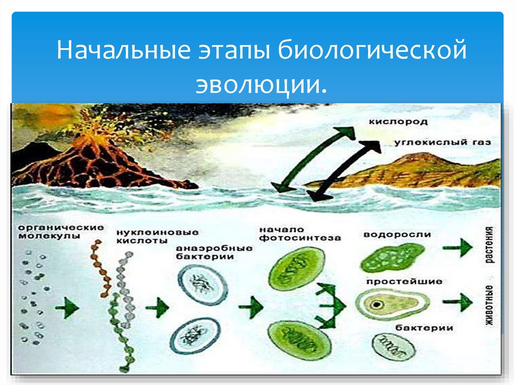 Начальные этапы развития жизни 9 класс презентация