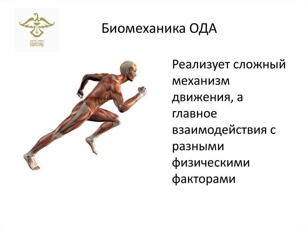 Биомеханика ОДА