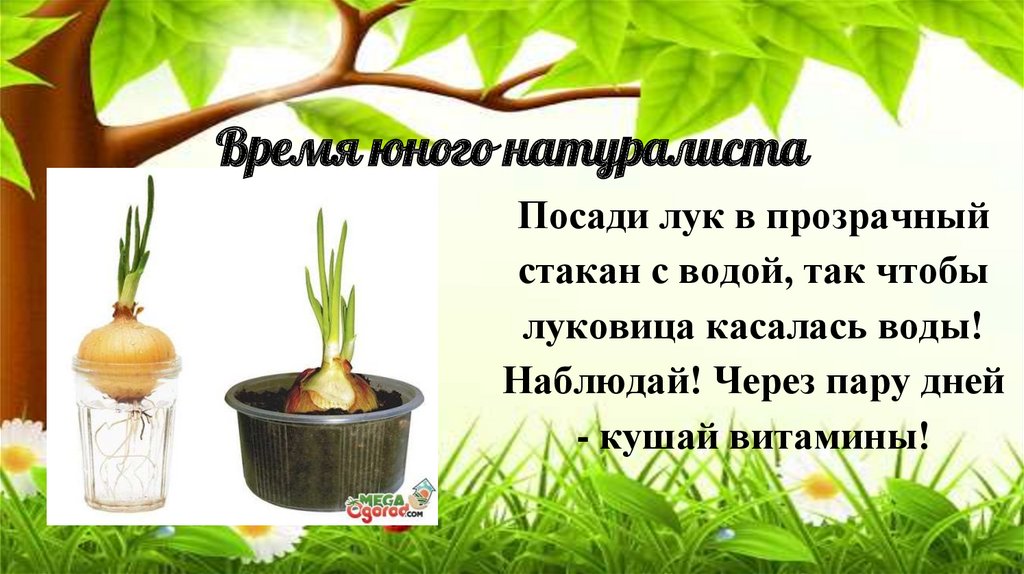 Время юного натуралиста