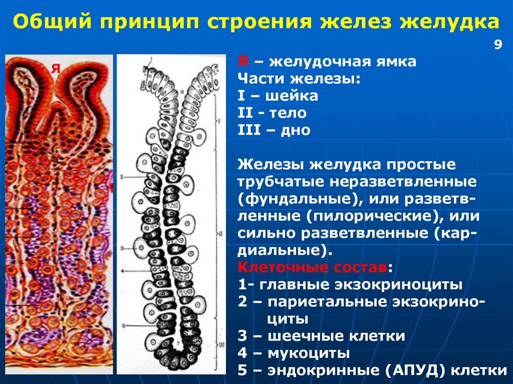 Какие железы расположены в желудке. Фундальные железы желудка гистология. Фундальные железы желудка желудка гистология. Клетки фундальных желез желудка гистология. Строение железы желудка гистология.
