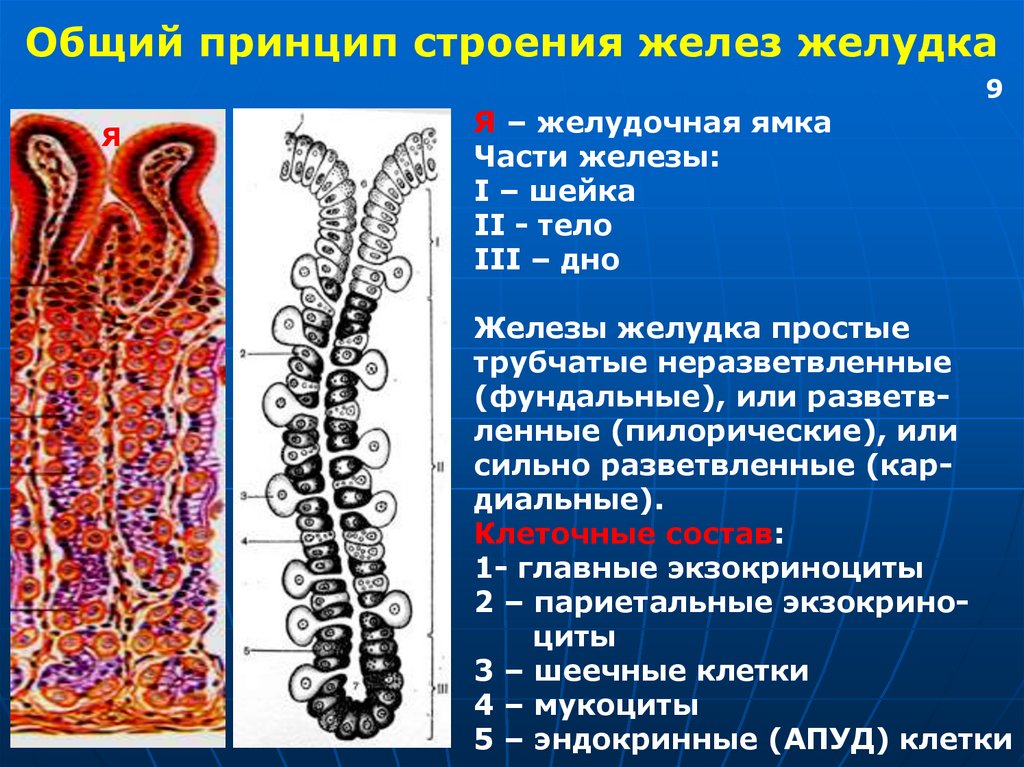 Какие железы расположены в желудке