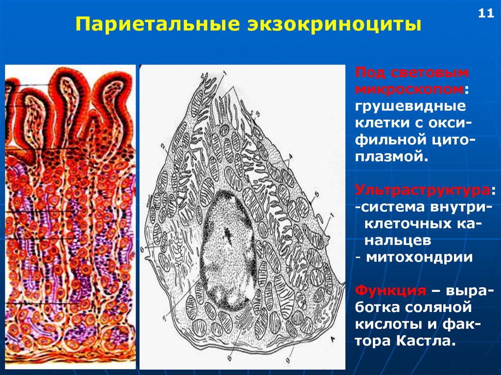 Клетки желудка. Париетальный экзокриноцит собственных желез желудка. Париетальные клетки желудка гистология. Париетальные клетки фундальных желез желудка. Мукоциты желудка.