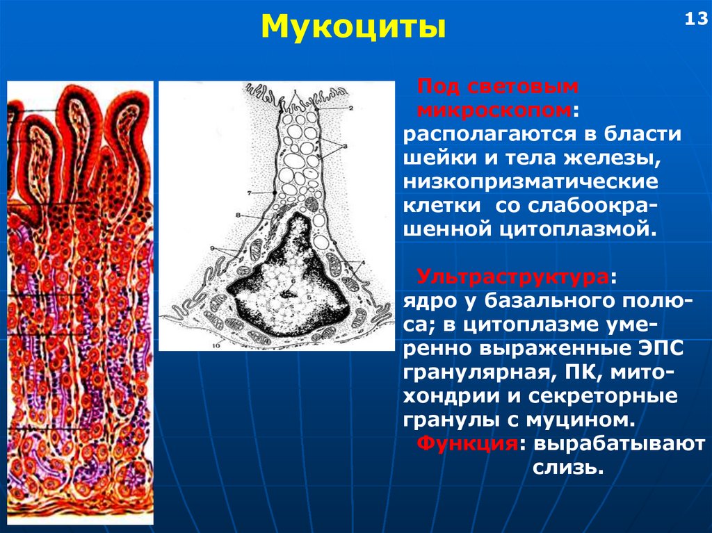 Функциями и клетками слизистой оболочки желудка. Клетки желудка. Мукоциты желудка. Шеечные мукоциты желудка.
