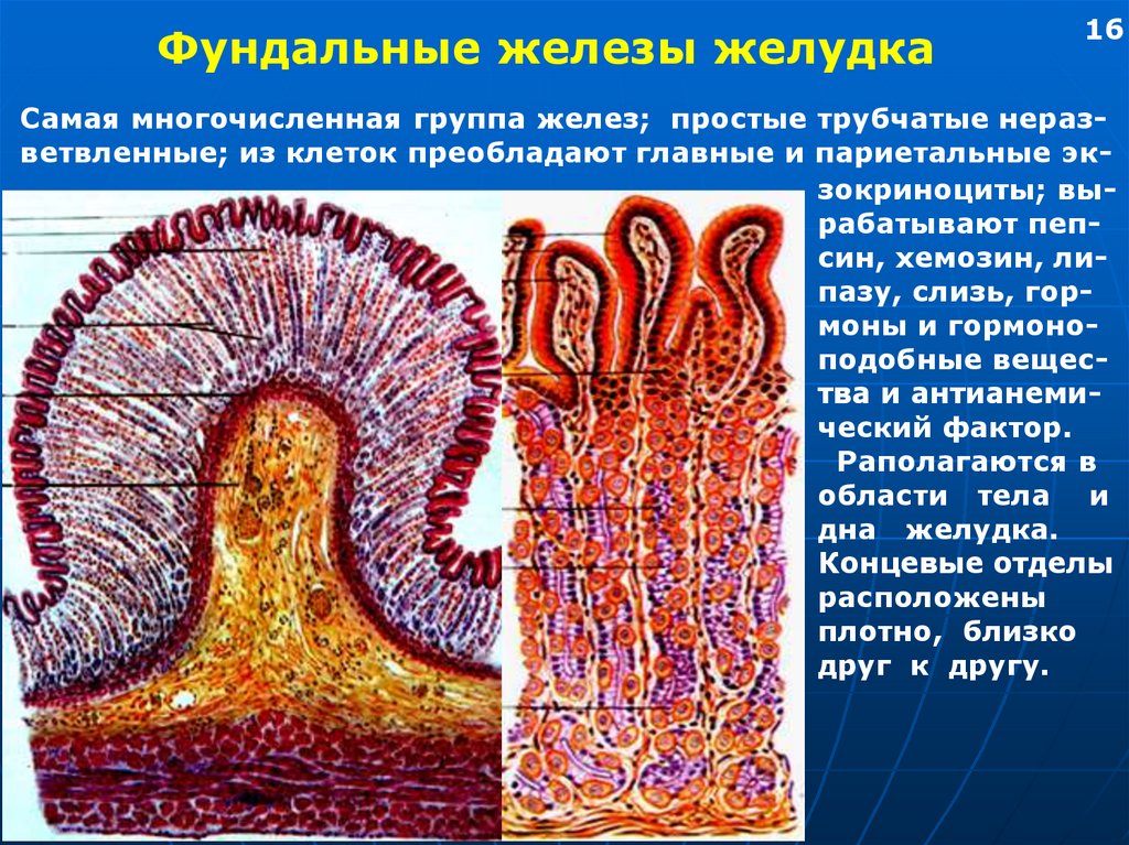 Слизистая желудка вырабатывает. Клетки фундальных желез желудка. Железы фундального отдела желудка. Фундальные железы желудка функции. Клетки фундальных желез желудка строение.