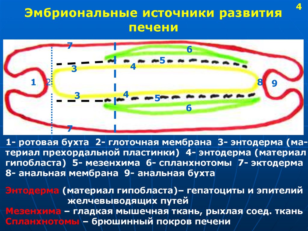 Развитие желудка. Эмбриональные источники развития печени. Эмбриональные источники развития желудка. Эмбриональный источник развития эпителия ЖКТ:. Эмбриональные источники развития пищевода.