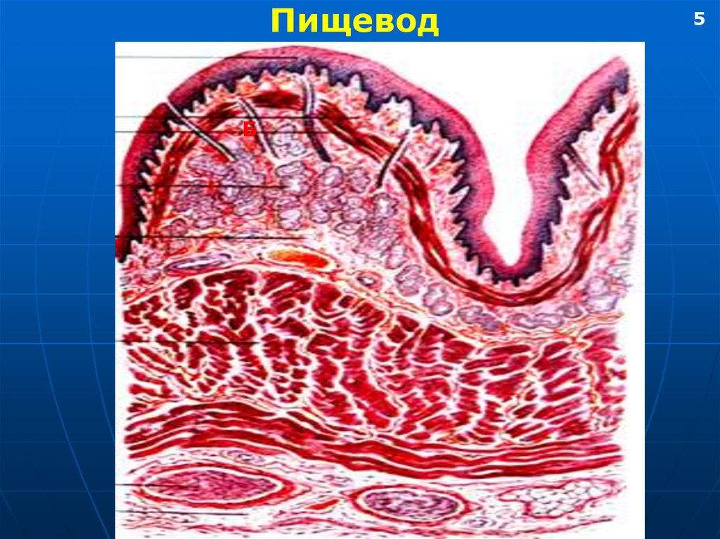 В пищеводе железы расположены в. Железы пищевода гистология. Слизистая оболочка пищевода. Функция желез пищевода. Кардиальные железы пищевода.