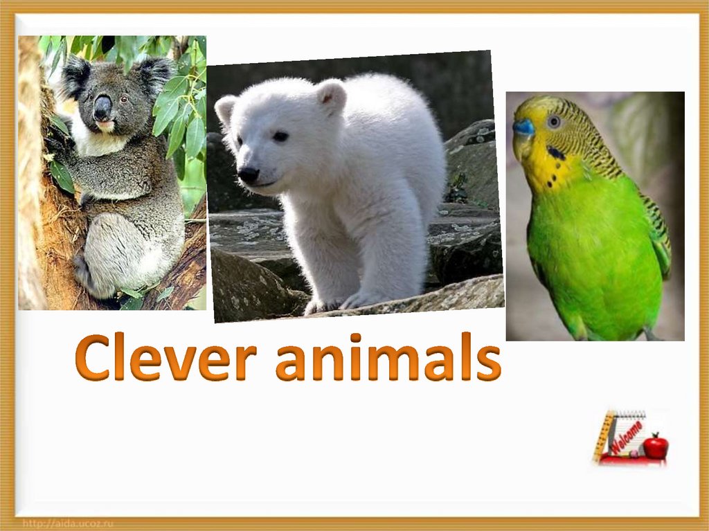 Clever animals - презентация онлайн