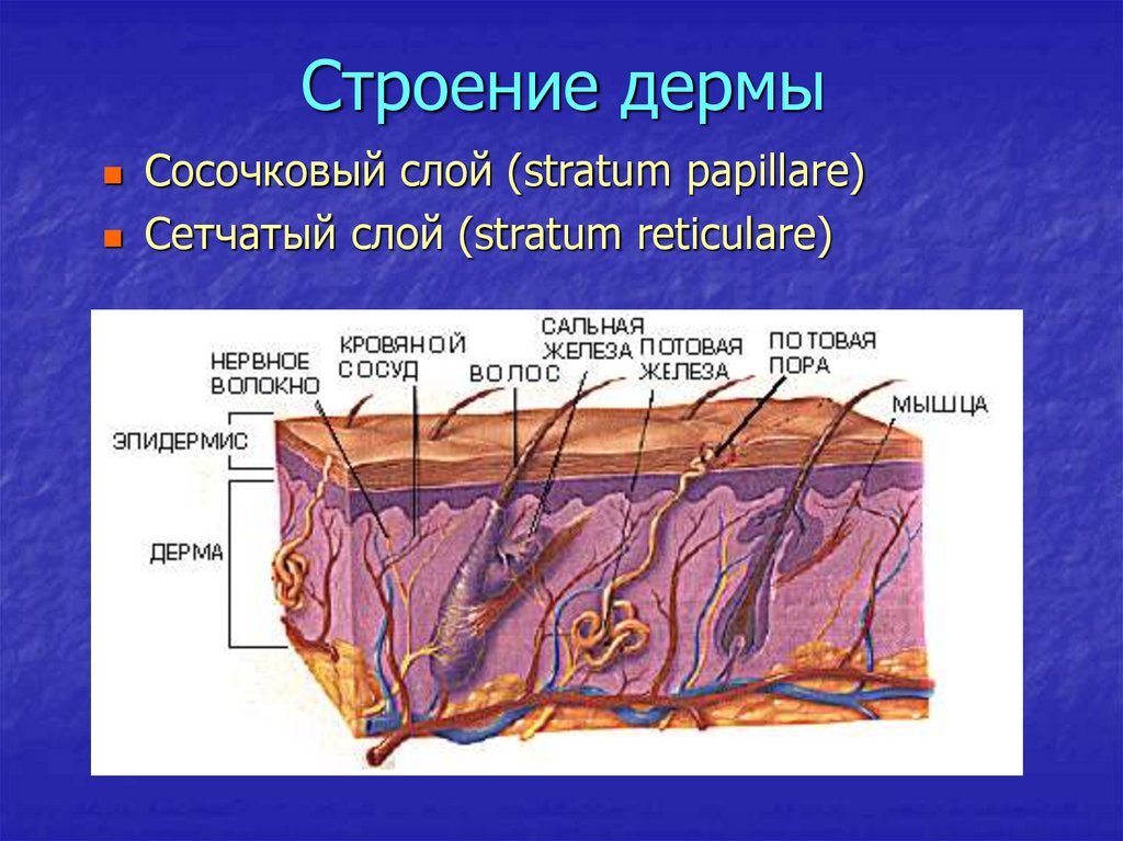 Первичные и вторичные элементы сыпи презентация