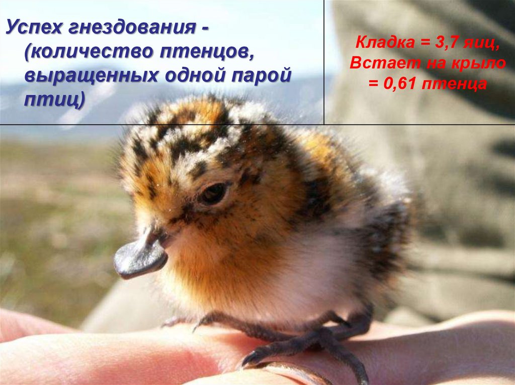 Breeding success of SBS in Menypil’gyno (2003-2007) (Zockler, Syroechkovskiy, Atkinson, 2010)