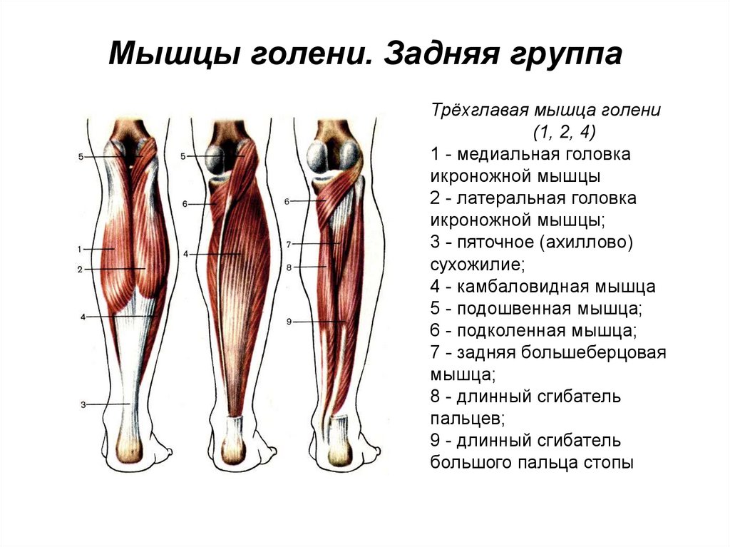 Переднелатеральная группа мышц голени. Задняя группа мышц голени анатомия.