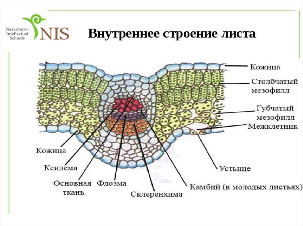 Ткань листа рисунок