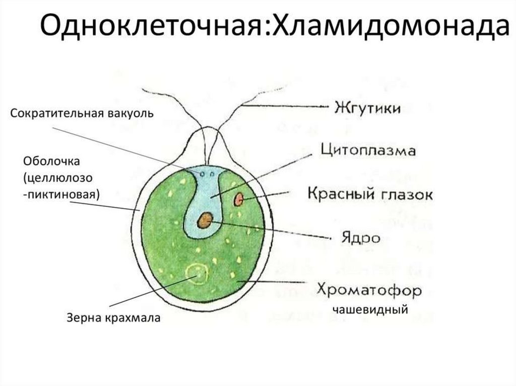 Отдел одноклеточных водорослей. Одноклеточная водоросль хламидомонада. Строение водоросли хламидомонады. Строение водоросли хламидомонады схема. Схема строения клетки хламидомонады.