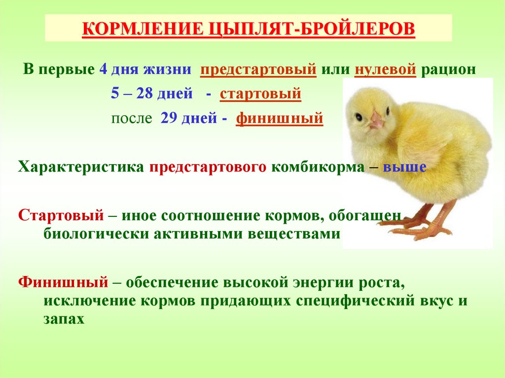 С какого возраста бройлерам. Схема кормления цыплят бройлеров кормом. Этапы кормления цыплят-бройлеров. Кормления цыплят бройлеро. Чем кормитт цыпят бролера.