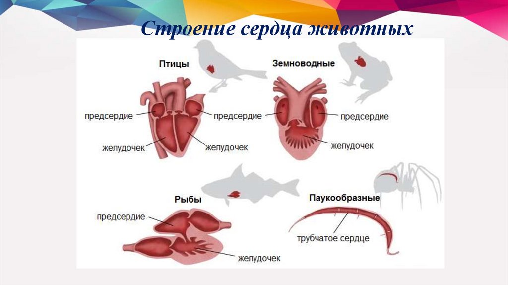 Сердце животных