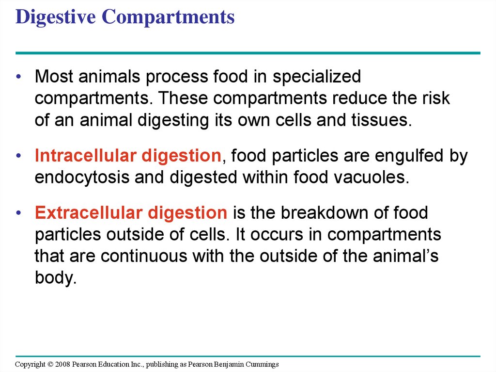 Digestive Compartments