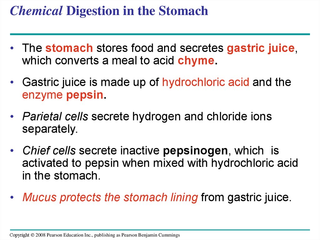 Chemical Digestion in the Stomach