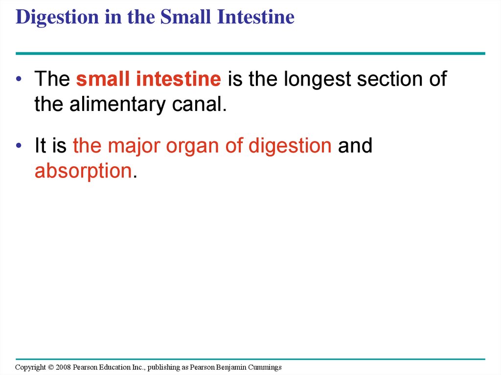 Digestion in the Small Intestine