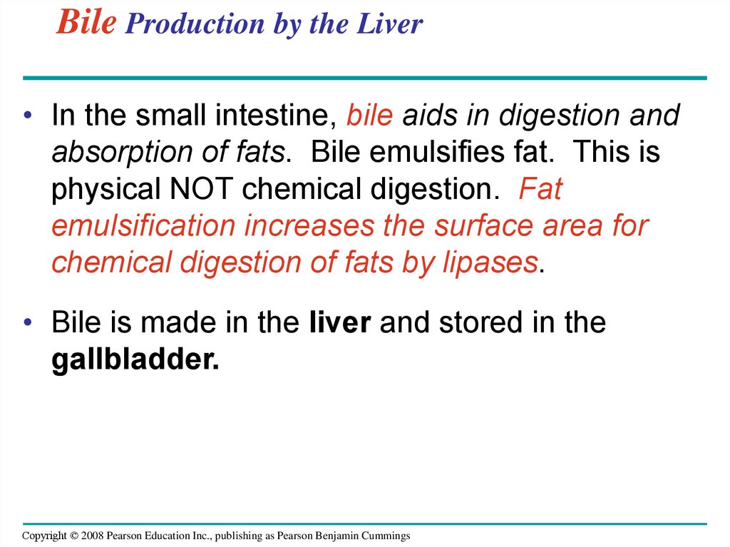 Bile Production by the Liver